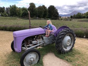 Paarse tractor - Lavendel Farm Wanaka