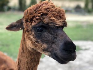 Alpaca Lavendel