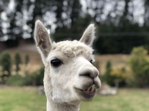 Alpaca's hebben flinke tanden!