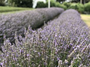 Lavedel veld - Lavendel Farm Wanaka