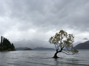 Wanaka Tree