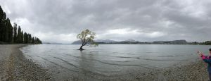 Wanaka Tree