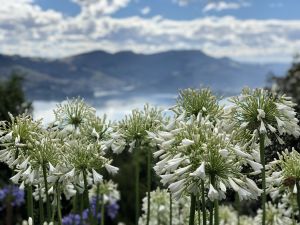 Tuin Larnach Castle