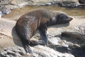 Zeehond op Shag Point