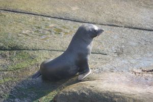 Zeehond op Shag Point