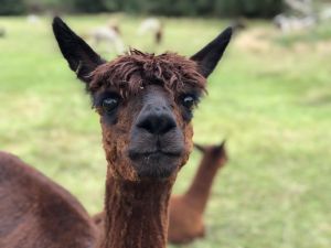 Alpaca met jong op achtergrond