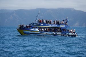 Whale Watching Kaikoura