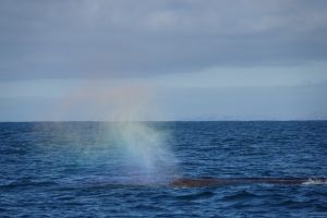 Regenboog boven spermwhale